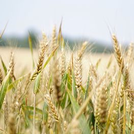 intrants-agricoles-et-agriculteurs