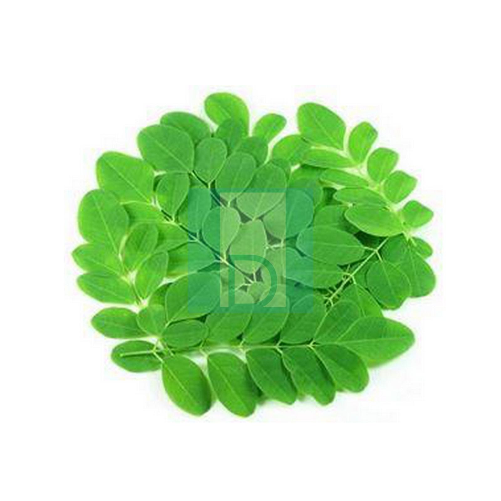 Le Moringa oleifera, plantes de multiple bienfaits 1 sachet  image 5